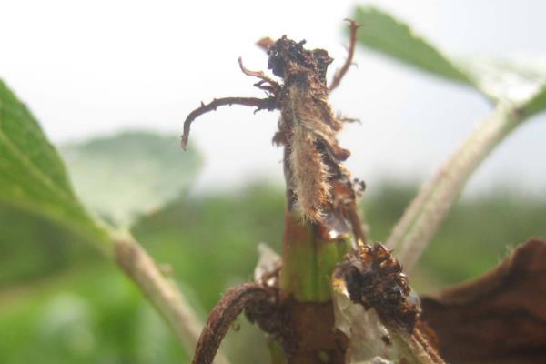 治灰霉病的最佳农药,灰霉病的发病条件是什么