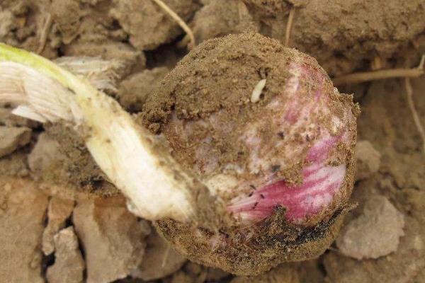 韭蛆用什么农药最佳,灌什么药效果好