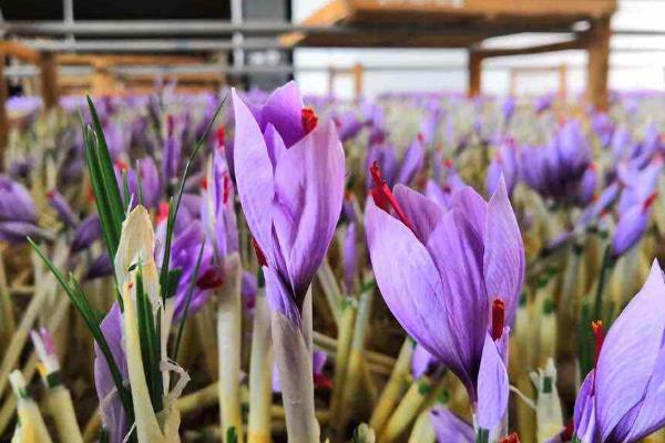 农田种植什么利润高(可长期收入,不用管理)