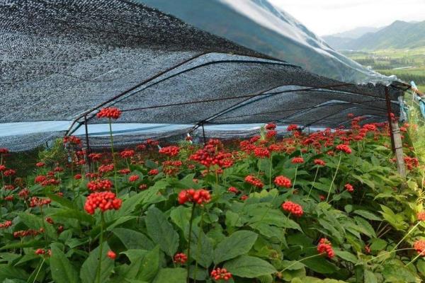 农田种植什么利润高(可长期收入,不用管理)