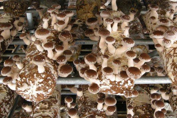 农田种植什么利润高(可长期收入,不用管理)