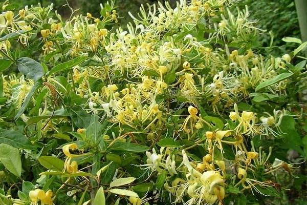 农田种植什么利润高(可长期收入,不用管理)