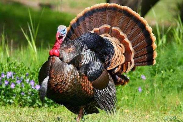 农村干啥能挣点钱呢,农村挣钱好项目
