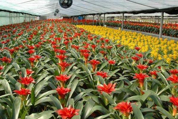 农村干啥能挣点钱呢,农村挣钱好项目