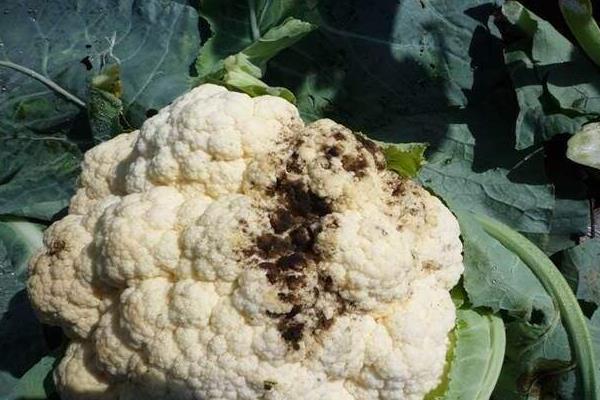 花菜发霉了还可以吃吗?没有发霉部分可以吃吗