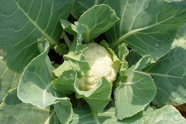 花菜发霉了还可以吃吗?没有发霉部分可以吃吗