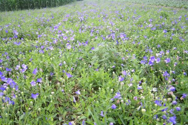 2020年啥农作物值钱,2020年农村种植什么值钱