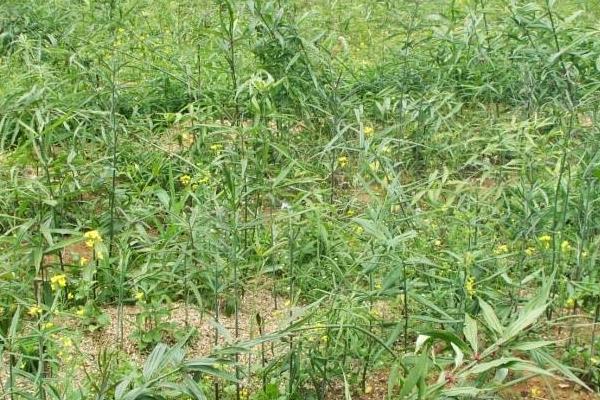 2020年啥农作物值钱,2020年农村种植什么值钱