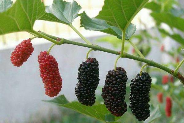 2020年啥农作物值钱,2020年农村种植什么值钱