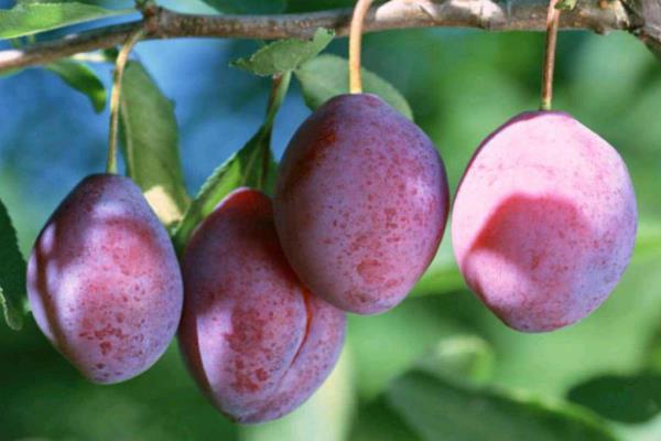 2020年啥农作物值钱,2020年农村种植什么值钱