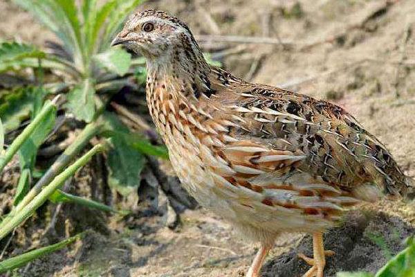 东北适合养殖什么挣钱,北方紧缺的养殖项目
