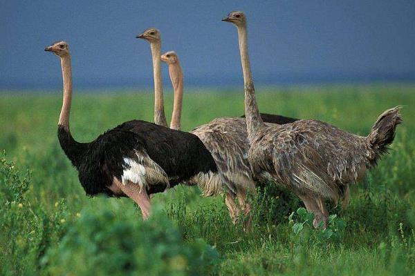 东北适合养殖什么挣钱,北方紧缺的养殖项目