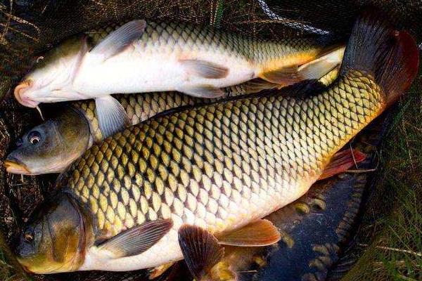 东北适合养殖什么挣钱,北方紧缺的养殖项目