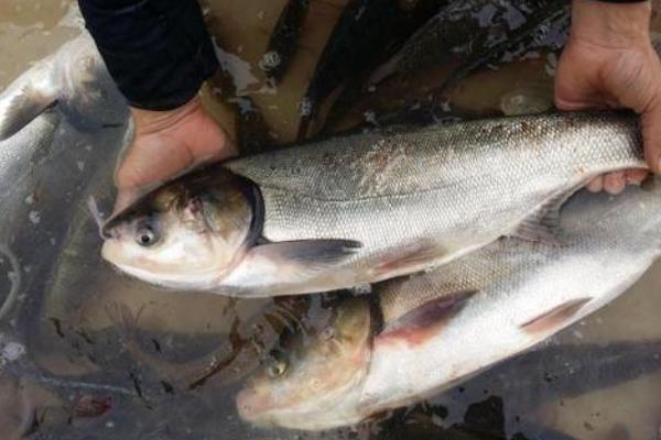 东北适合养殖什么挣钱,北方紧缺的养殖项目
