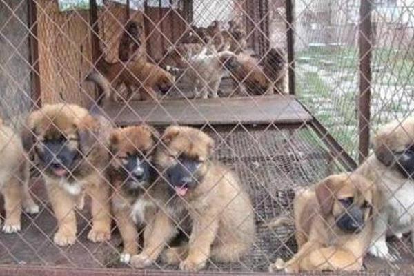 肉狗养殖挣钱吗,养肉狗前景怎么样