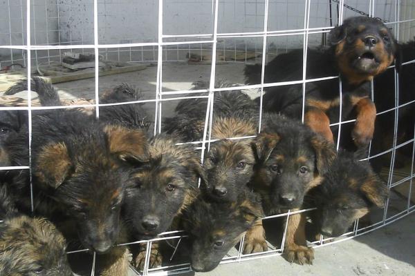 肉狗养殖挣钱吗,养肉狗前景怎么样