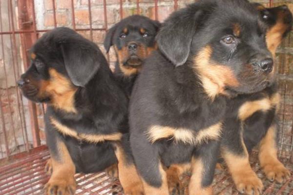 肉狗养殖挣钱吗,养肉狗前景怎么样