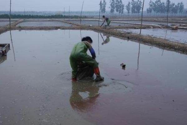 红虫怎么养殖？红虫养殖需要什么条件