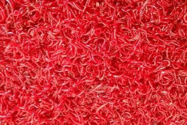 红虫怎么养殖？红虫养殖需要什么条件