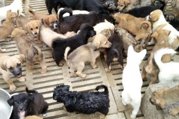 肉狗养殖挣钱吗,养肉狗前景怎么样