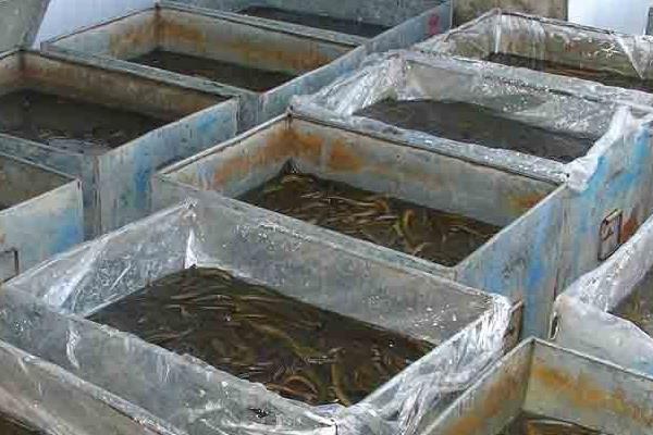 现在黄鳝养殖的最大问题是什么?黄鳝养殖前景与利润分析