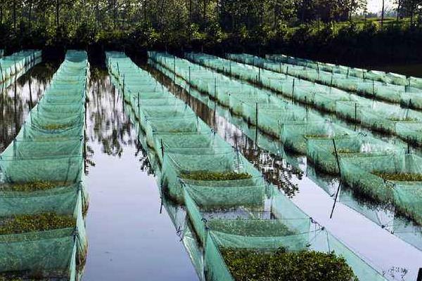 现在黄鳝养殖的最大问题是什么?黄鳝养殖前景与利润分析