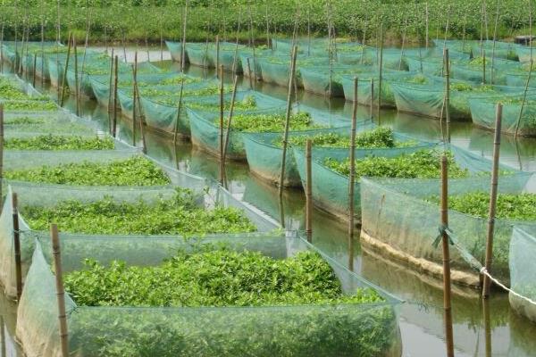 现在黄鳝养殖的最大问题是什么?黄鳝养殖前景与利润分析