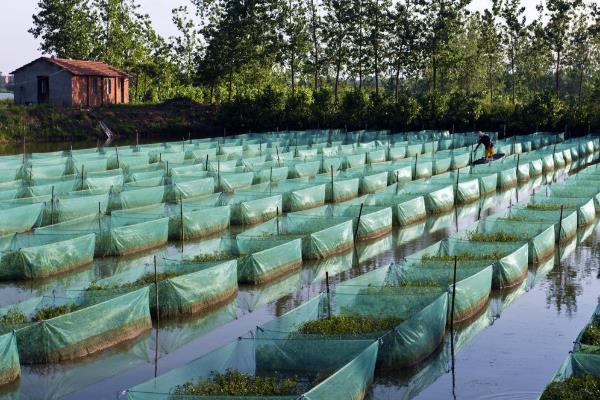 现在黄鳝养殖的最大问题是什么?黄鳝养殖前景与利润分析