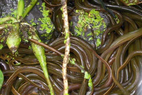 现在黄鳝养殖的最大问题是什么?黄鳝养殖前景与利润分析