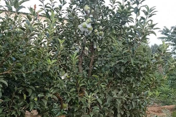 响富苹果苗多钱一棵?响富苹果品种介绍