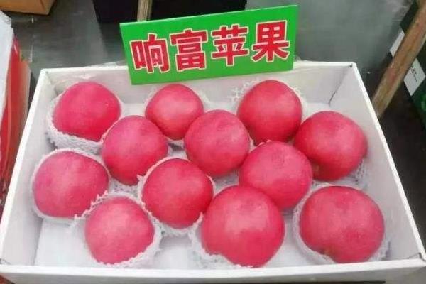 响富苹果苗多钱一棵?响富苹果品种介绍