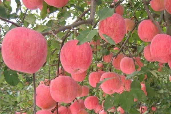 响富苹果苗多钱一棵?响富苹果品种介绍