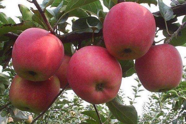 苹果里面发霉了还能吃吗,如果外面果子是好的能吃吗?