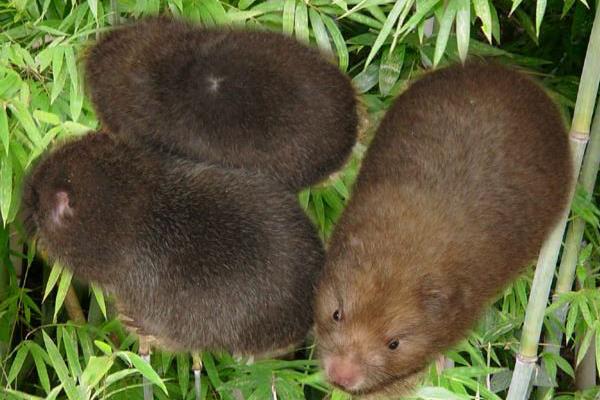 农村养殖什么利润高,有哪些好的养殖业