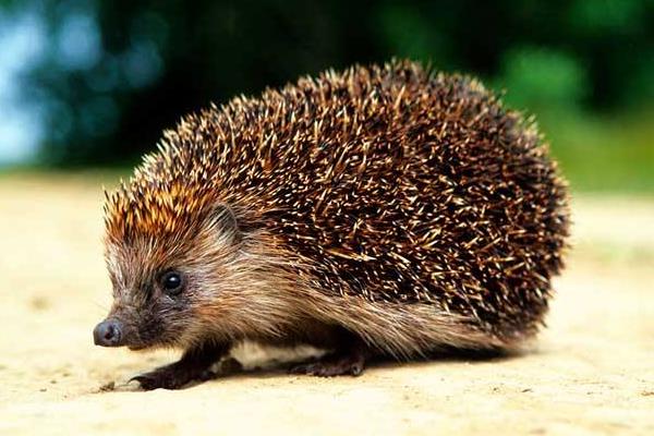 农村养殖什么利润高,有哪些好的养殖业