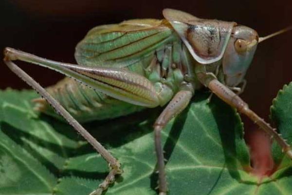 农村养殖什么利润高,有哪些好的养殖业