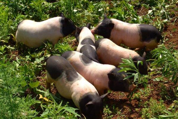 农村养殖什么利润高,有哪些好的养殖业