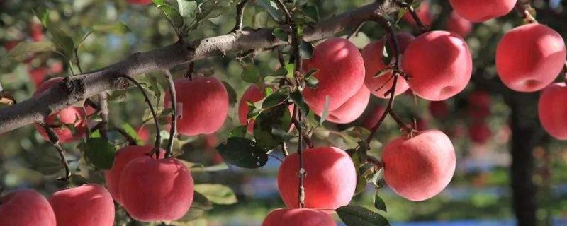 响富苹果苗多钱一棵？响富苹果品种介绍