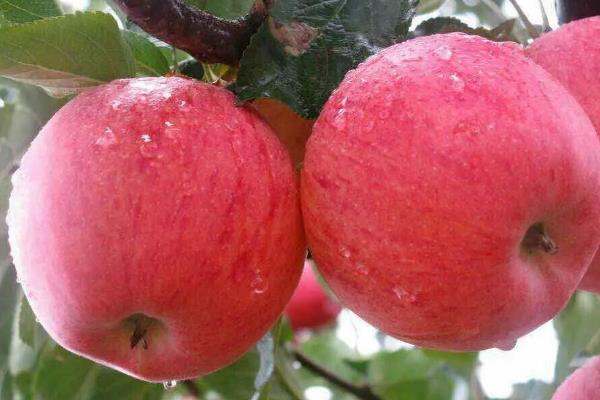 响富苹果苗多钱一棵?响富苹果品种介绍
