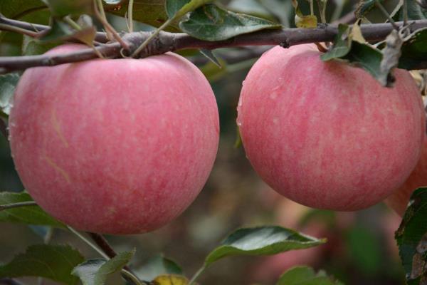 响富苹果苗多钱一棵?响富苹果品种介绍