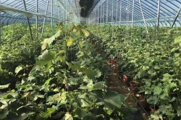 农业合作社响亮的名字,大气的农村合作社名字