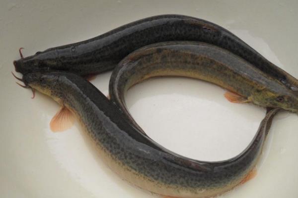 东北适合养殖什么挣钱,北方紧缺的养殖项目