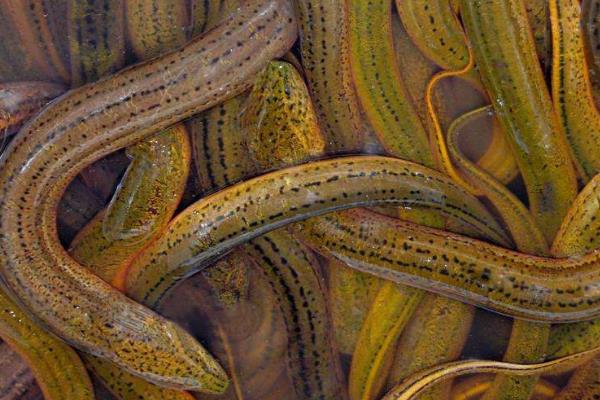 现在黄鳝养殖的最大问题是什么?黄鳝养殖前景与利润分析