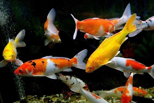 锦鲤养殖的方法与技巧,锦鲤养殖前景和利润