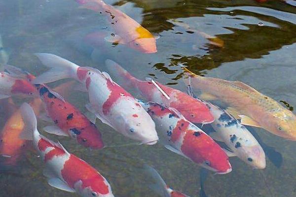 锦鲤养殖的方法与技巧,锦鲤养殖前景和利润