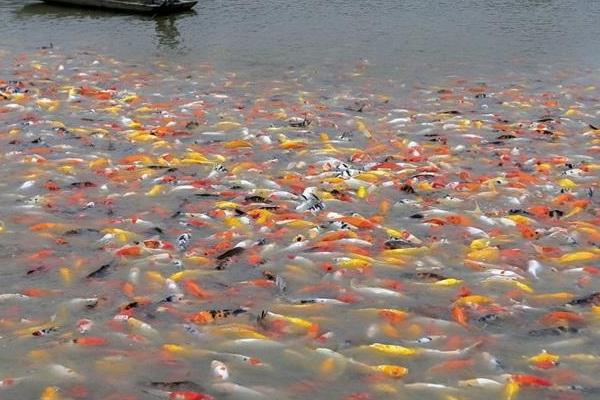 锦鲤养殖的方法与技巧,锦鲤养殖前景和利润