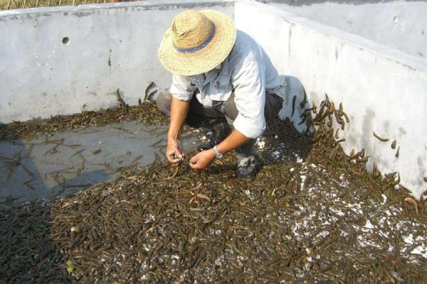 水蛭养殖成本一亩多少,养殖水蛭一年能挣多少