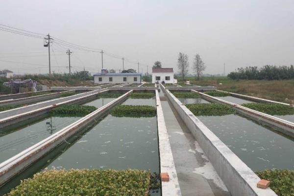 水蛭养殖成本一亩多少,养殖水蛭一年能挣多少