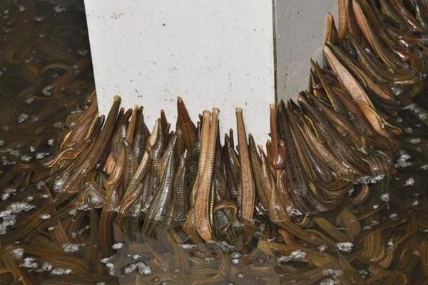 水蛭养殖成本一亩多少,养殖水蛭一年能挣多少