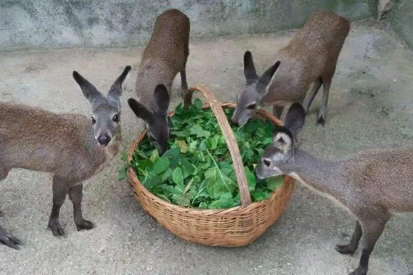 林麝养殖需要投资多少,林麝养殖需要什么手续